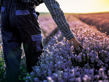 A person in a plaid shirt and dark overalls gently touching lavender plants in a field during sunset. The field is lush with purple blooms, and the sun casts a warm glow in the background.