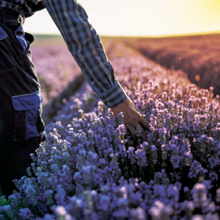 A person in a plaid shirt and dark overalls gently touching lavender plants in a field during sunset. The field is lush with purple blooms, and the sun casts a warm glow in the background.