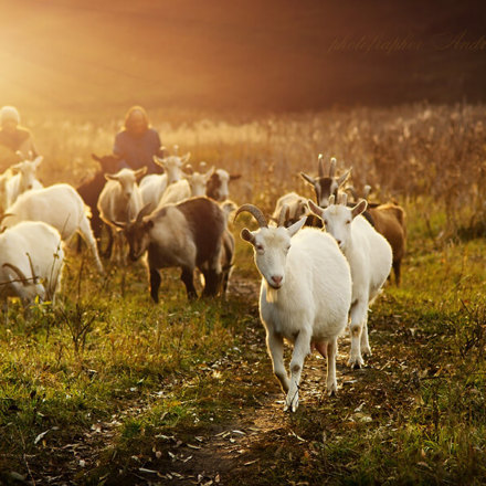 Dairy Goats