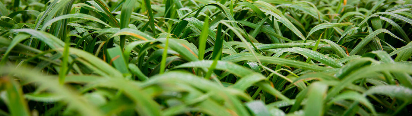 Close up of grass