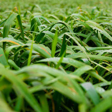 Close up of grass