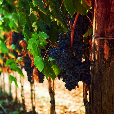 Grapes in a vineyard.