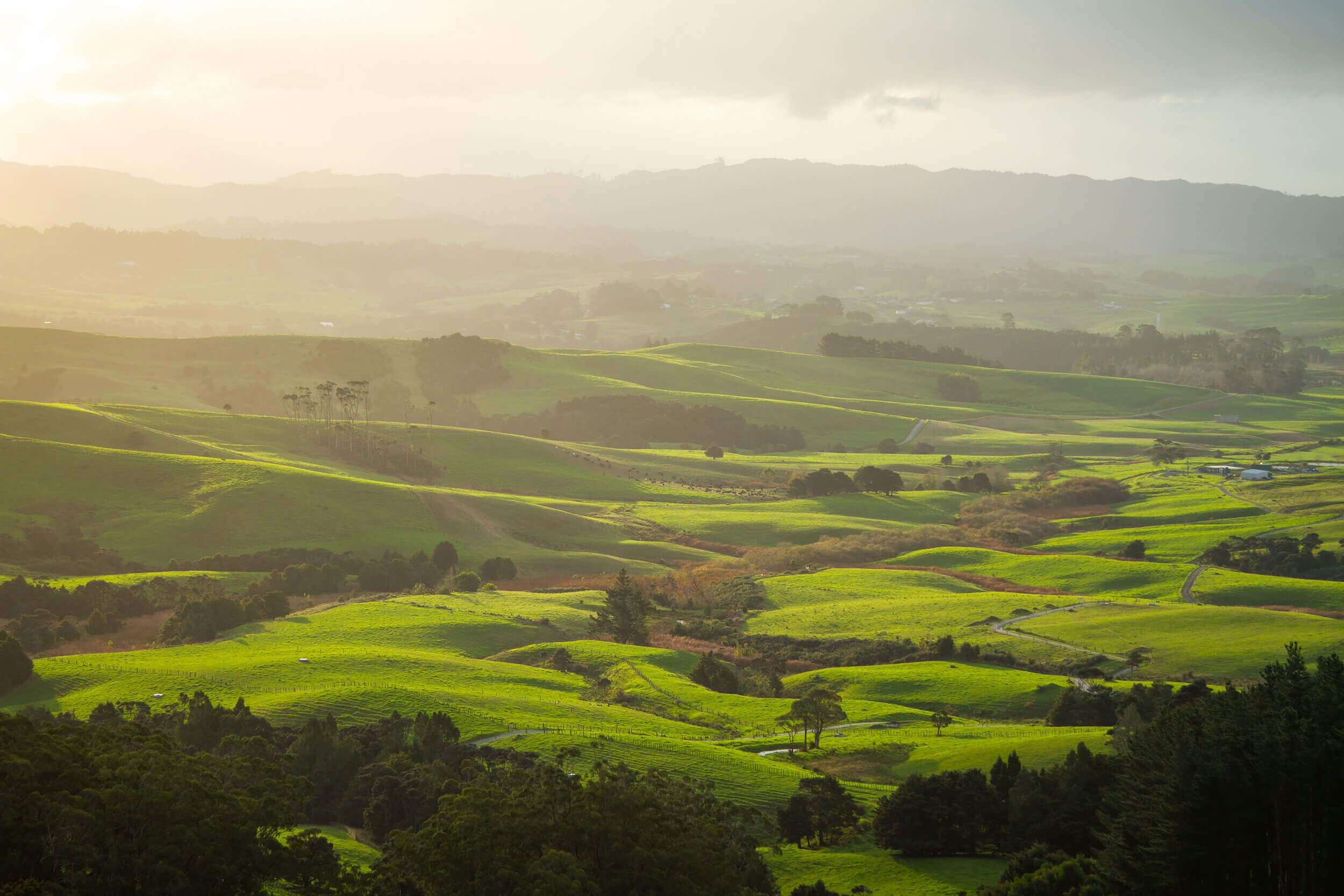 Landscape view of green meadows. 