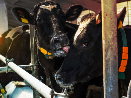 Modern farm cowshed. Milking cows at the farm. Holstein cow caring for another cow. Livestock farmers.