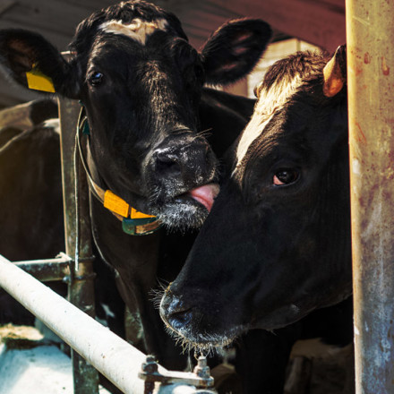 Modern farm cowshed. Milking cows at the farm. Holstein cow caring for another cow. Livestock farmers.