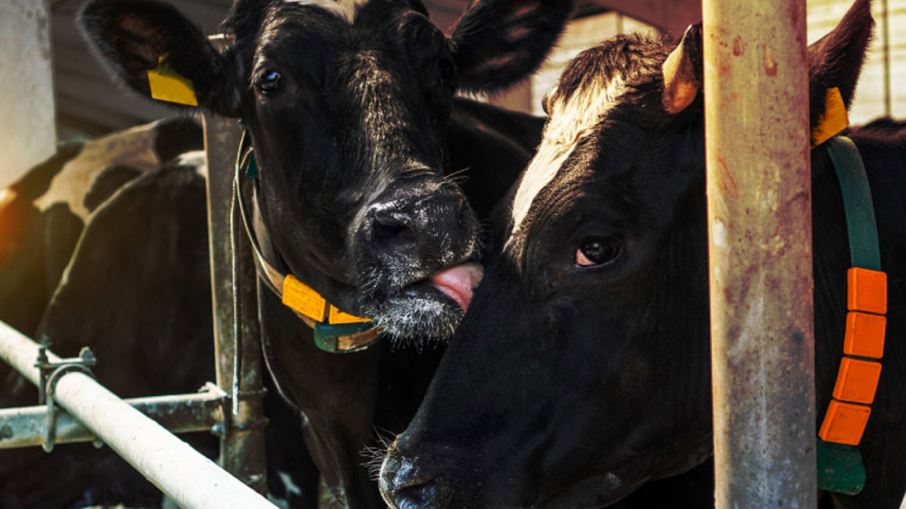 Modern farm cowshed. Milking cows at the farm. Holstein cow caring for another cow. Livestock farmers.