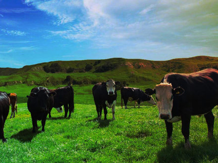 Cows in a pasture.