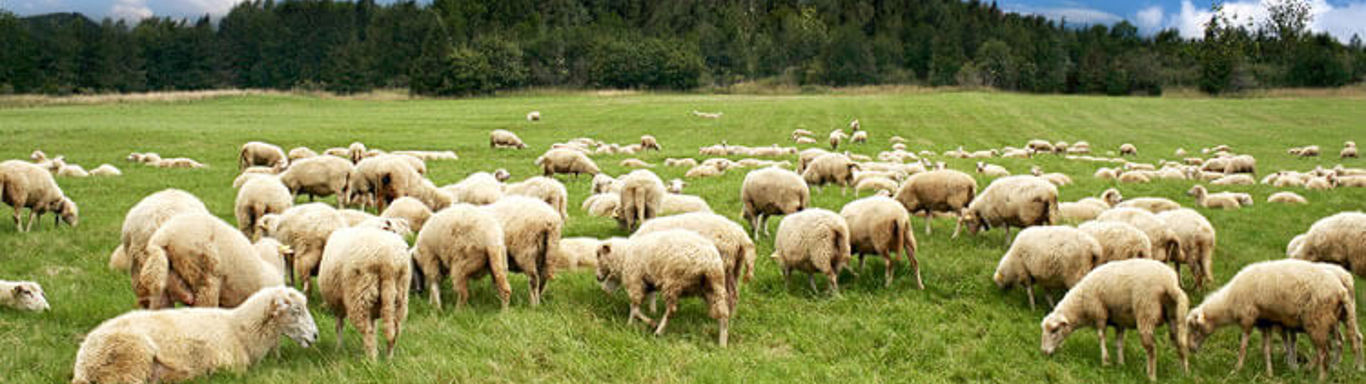 Sheep on grass