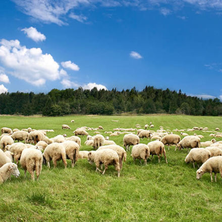 Sheep on grass