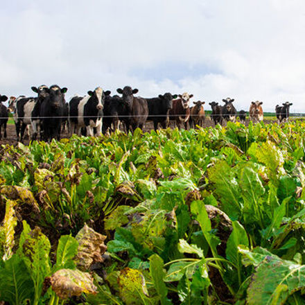 Bad crop with cows in the background