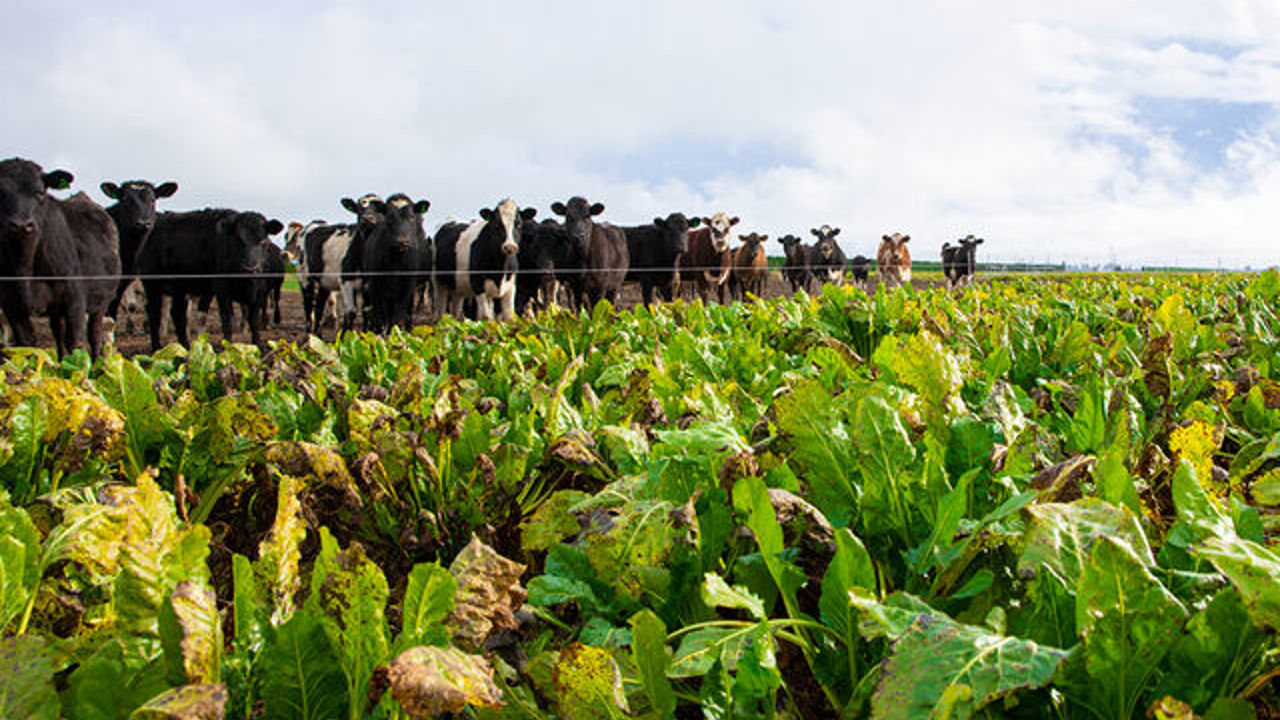 Bad crop with cows in the background