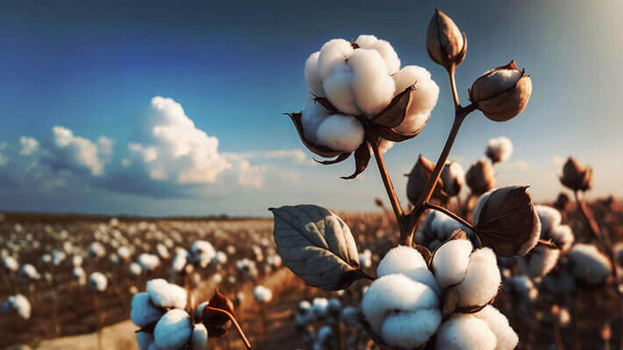 Cotton balls are prominently displayed on the plant in the foreground, with a vast field of cotton stretching out towards the horizon.