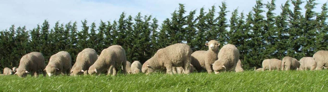 Sheep grazing in a meadow