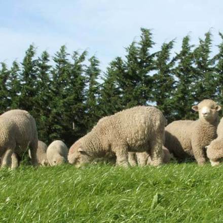 Sheep grazing in a meadow