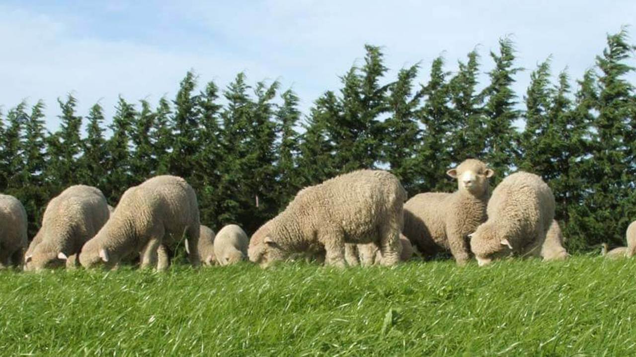 Sheep grazing in a meadow