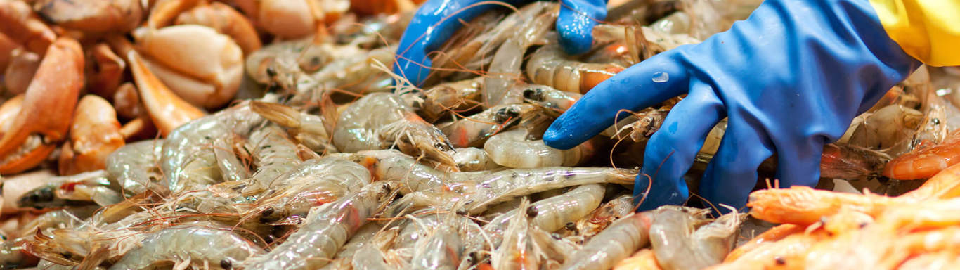 prawns being packed