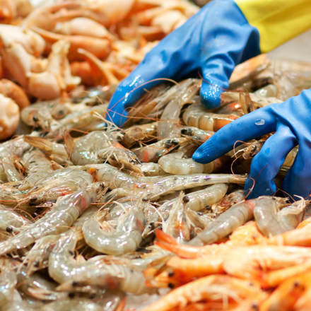 prawns being packed