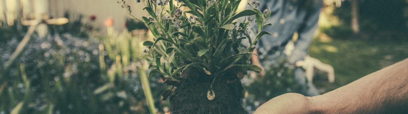 Lavender plants