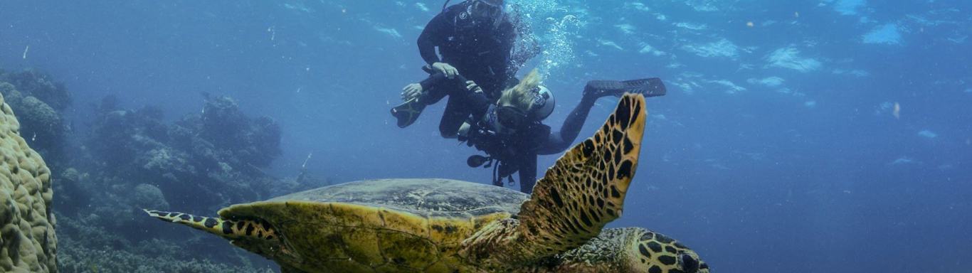 Diver and sea turtle