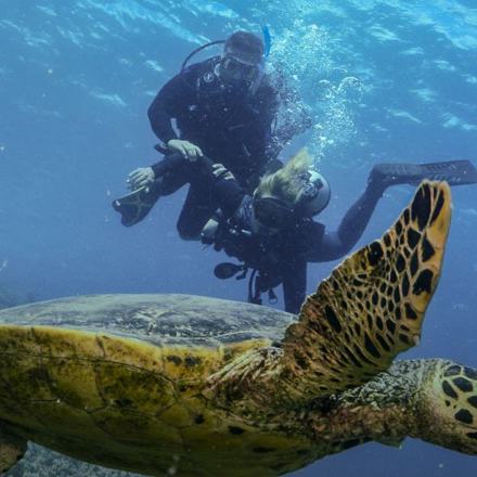 Diver and sea turtle