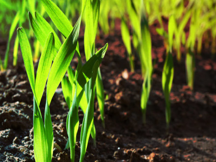 Close up of grass