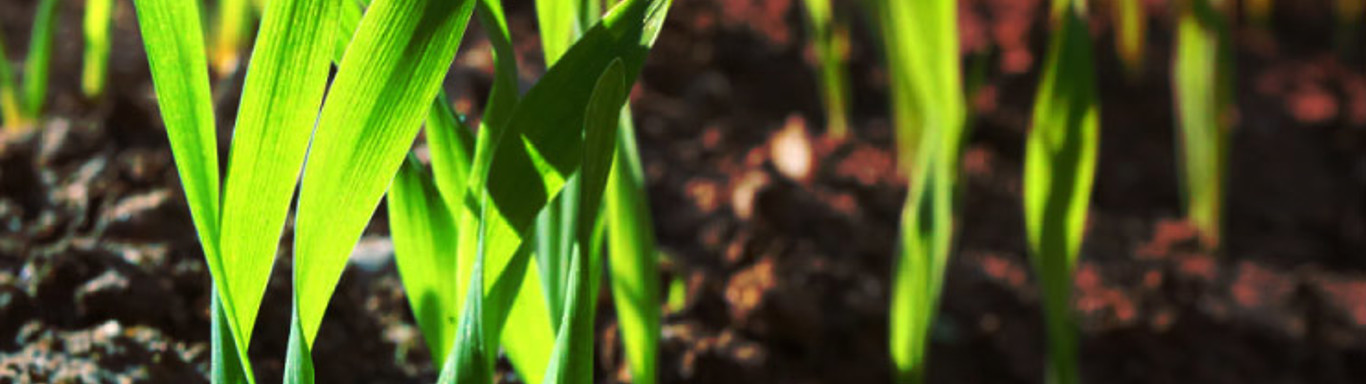 Close up of grass