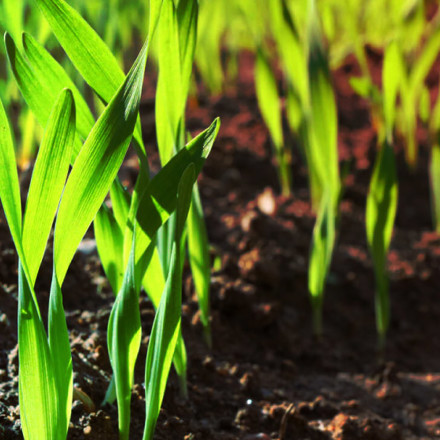 Close up of grass