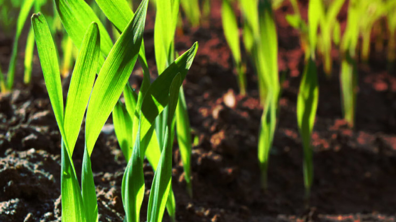 Close up of grass