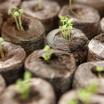 Seeds in the growing process.