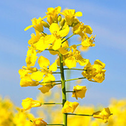 Yellow flower against blue sky.