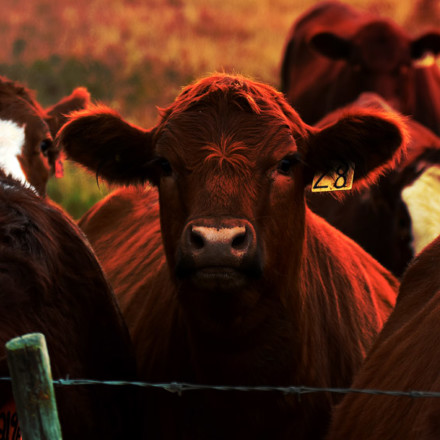 An image of young beef cattle standing near a barbed wire fence.