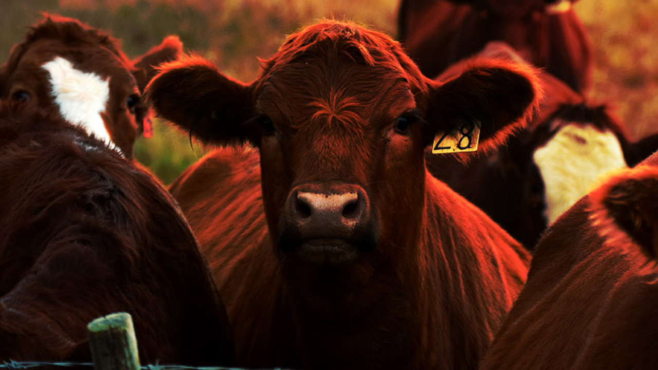 An image of young beef cattle standing near a barbed wire fence.