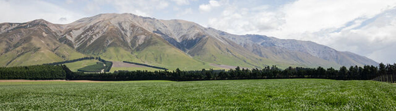 Meadow with mountain in the background