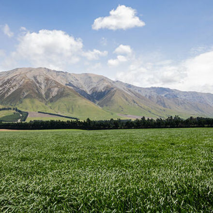 Meadow with mountain in the background