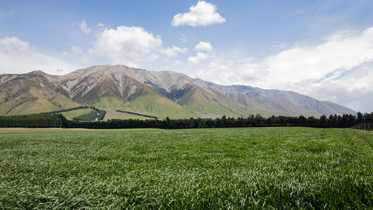 Meadow with mountain in the background