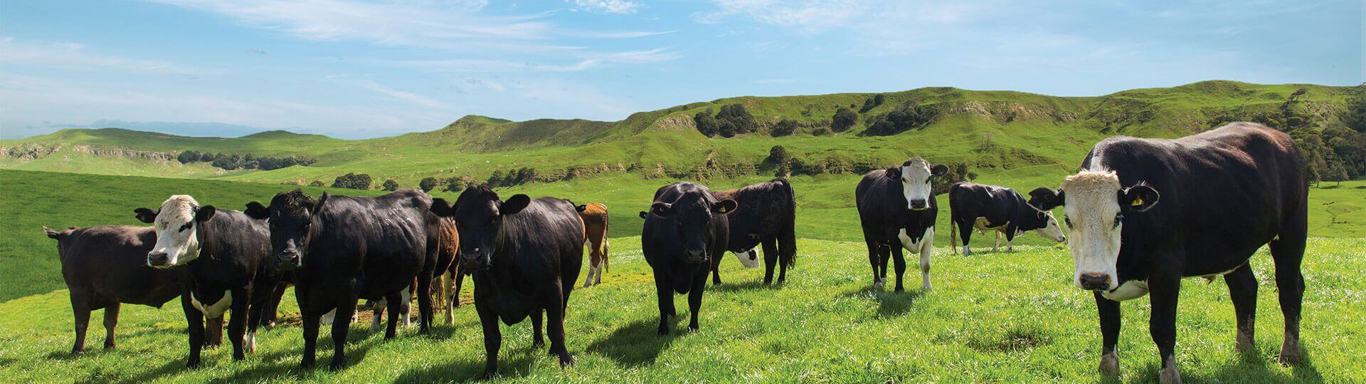 Cows in a field.