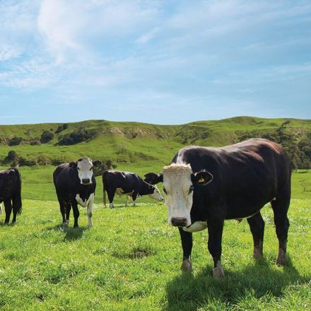 Cows in a field.