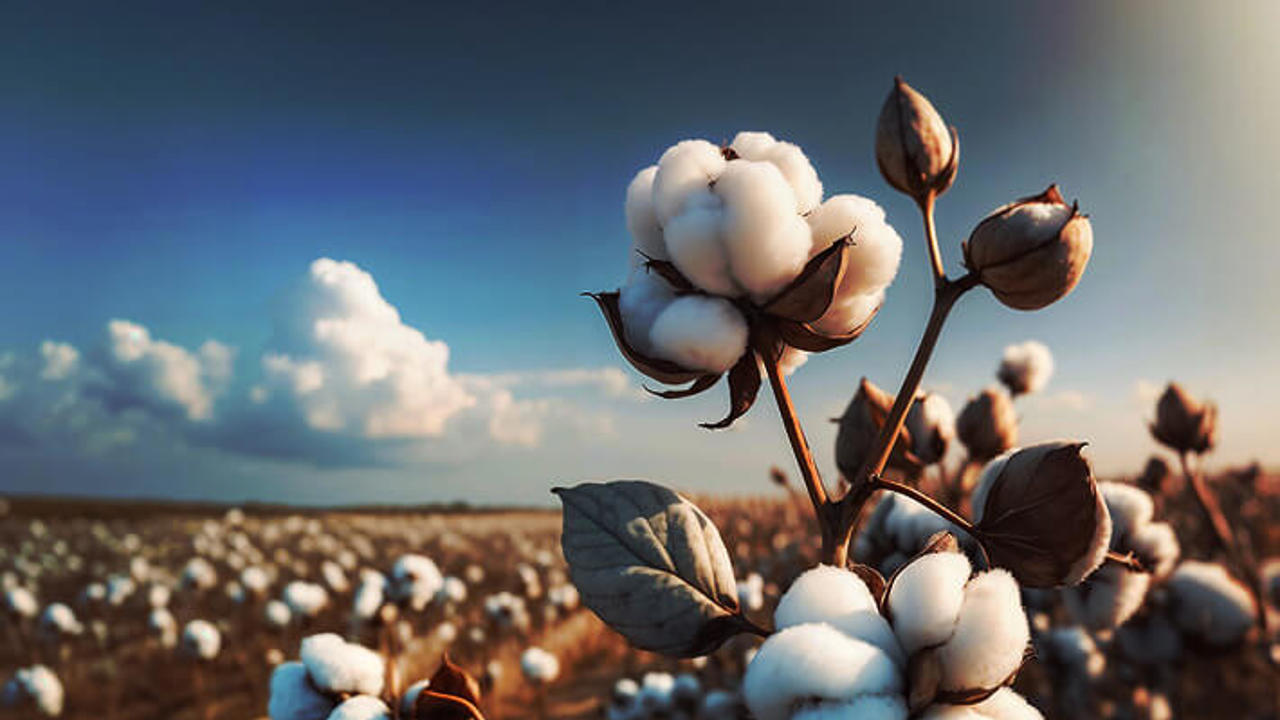 Cotton balls are prominently displayed on the plant in the foreground, with a vast field of cotton stretching out towards the horizon.