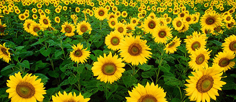 Sunflowers