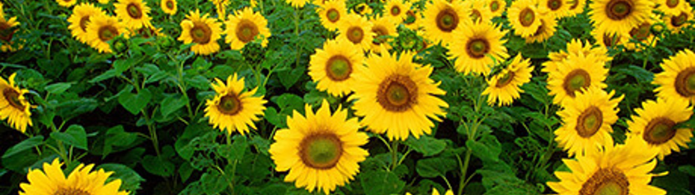 Sunflowers