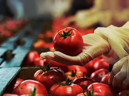 A gloved hand holds a ripe red tomato above a pile of tomatoes on a produce conveyor belt, likely in a sorting or packing facility. The background is softly blurred, emphasizing the vibrancy and freshness of the tomatoes.