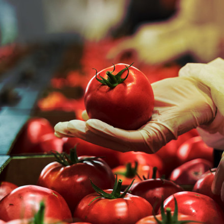 A gloved hand holds a ripe red tomato above a pile of tomatoes on a produce conveyor belt, likely in a sorting or packing facility. The background is softly blurred, emphasizing the vibrancy and freshness of the tomatoes.