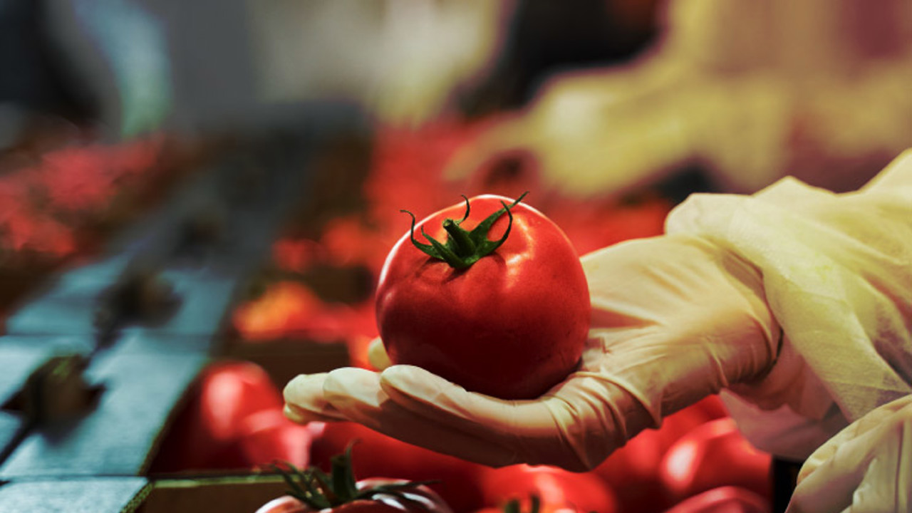 A gloved hand holds a ripe red tomato above a pile of tomatoes on a produce conveyor belt, likely in a sorting or packing facility. The background is softly blurred, emphasizing the vibrancy and freshness of the tomatoes.