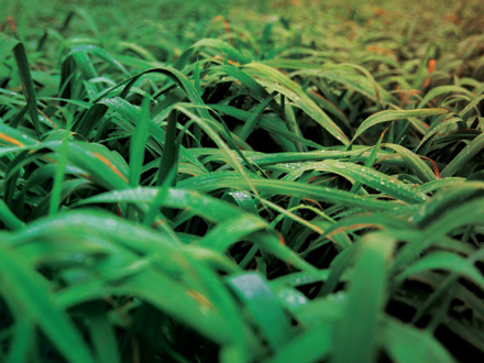 Close-up of lush, green grass blades covered in dew. The image captures the vibrant texture and freshness of the grass, creating a rich, natural scene. The perspective offers a detailed view of the intertwined leaves.