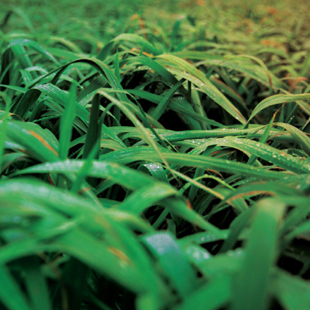 Close-up of lush, green grass blades covered in dew. The image captures the vibrant texture and freshness of the grass, creating a rich, natural scene. The perspective offers a detailed view of the intertwined leaves.