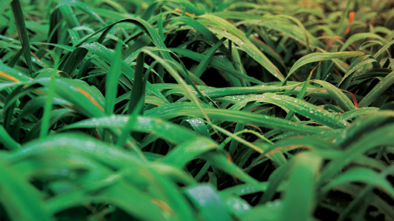 Close-up of lush, green grass blades covered in dew. The image captures the vibrant texture and freshness of the grass, creating a rich, natural scene. The perspective offers a detailed view of the intertwined leaves.