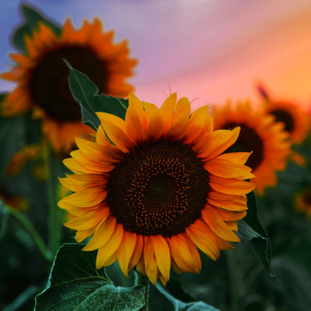 Field of young orange sunflowers on a sunset background.