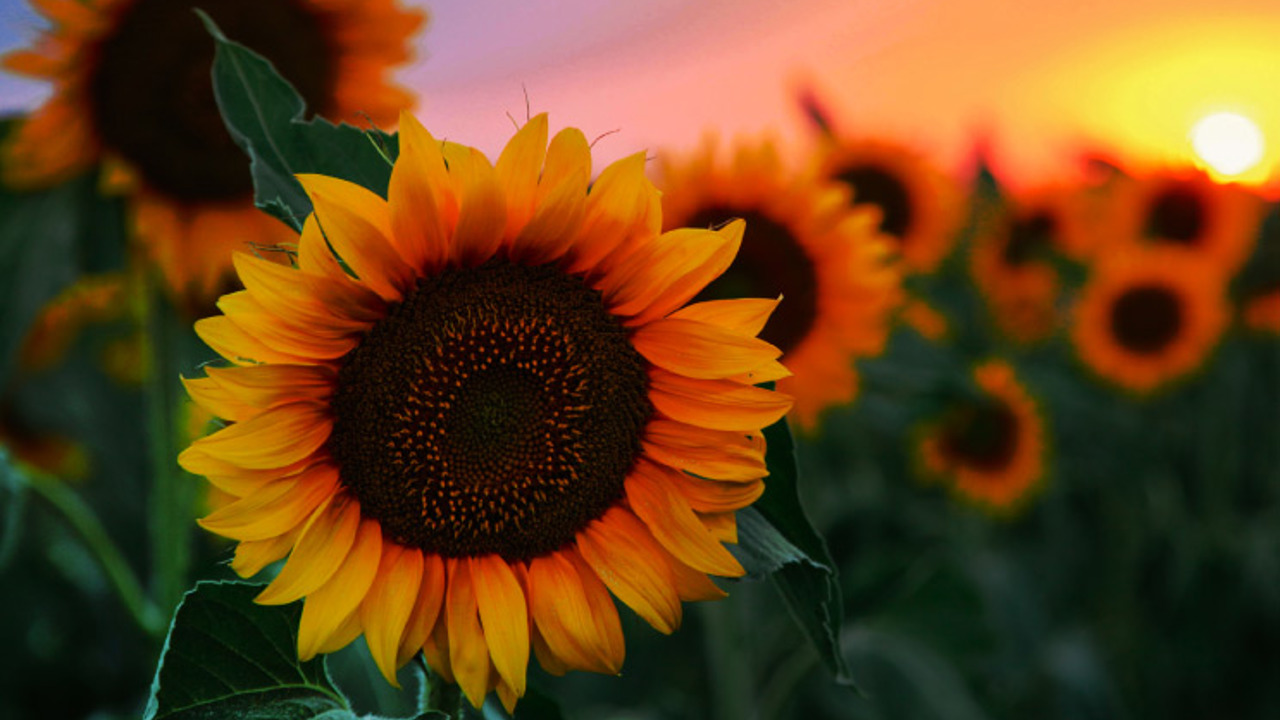 Field of young orange sunflowers on a sunset background.